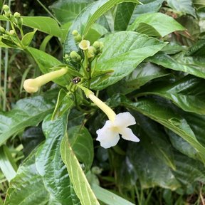 Flores tubulares y blancas de popiste blanco asomando entre el follaje.