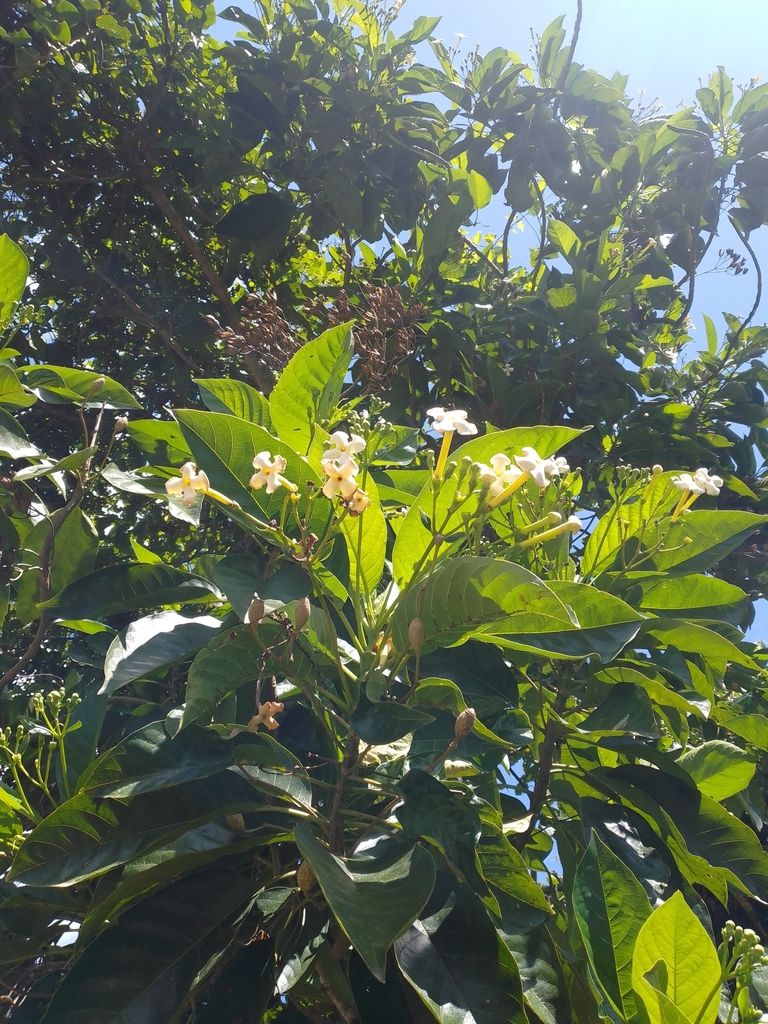 Copa de popiste blanco salpicada de flores blancas contra un cielo azul.