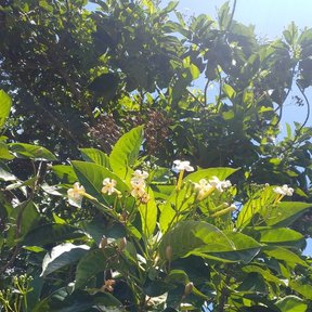 Copa de popiste blanco salpicada de flores blancas contra un cielo azul.