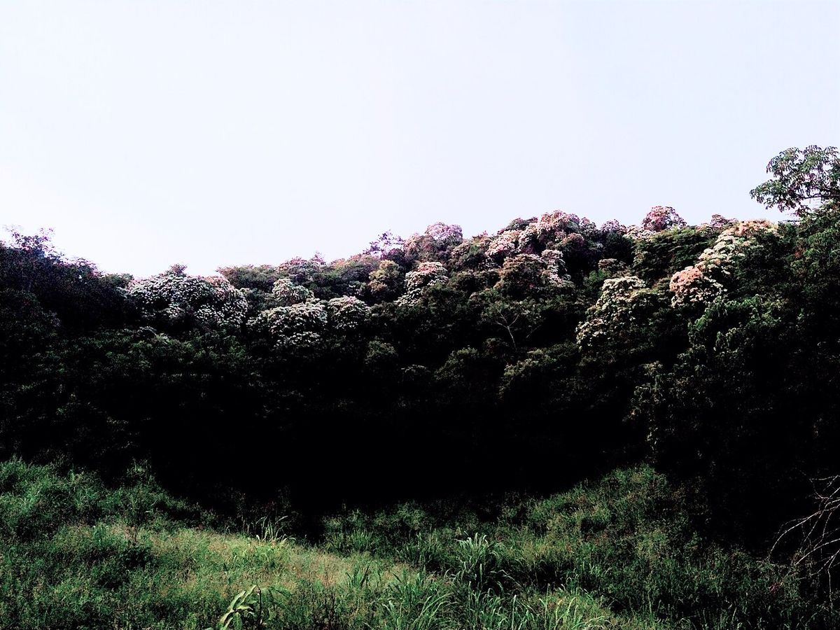 Ladera de bocotes en flor, con las copas cubiertas de blanco sobre el monte.