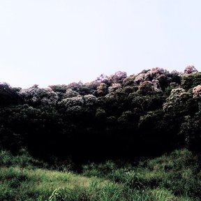 Ladera de bocotes en flor, con las copas cubiertas de blanco sobre el monte.