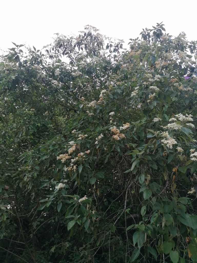 Bocote entero cubierto de flores blancas, con el monte verde alrededor.