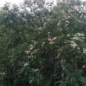 Bocote entero cubierto de flores blancas, con el monte verde alrededor.