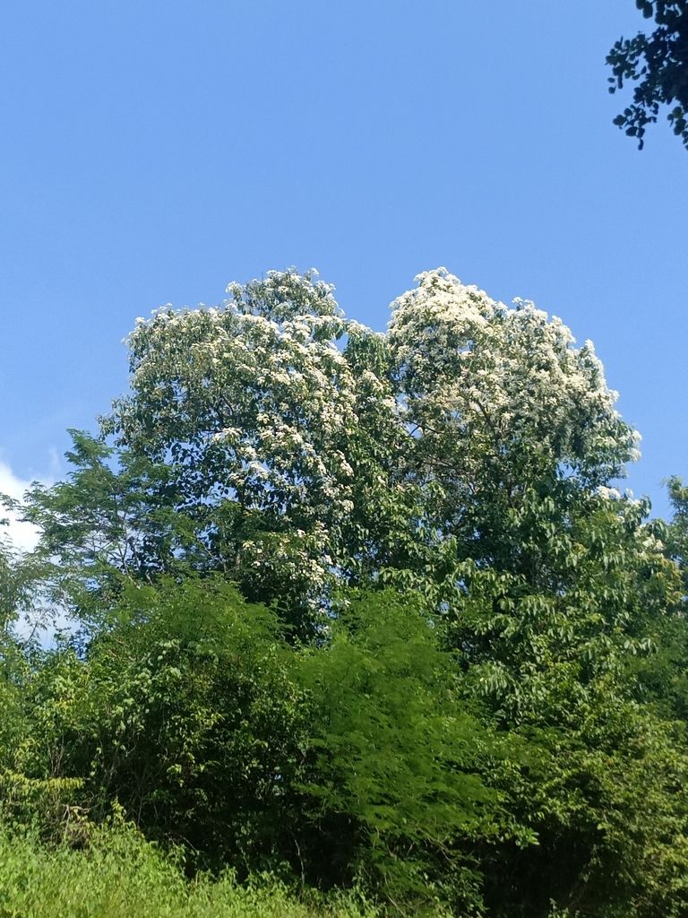 Bocote en plena floración blanca recortado contra el cielo azul.