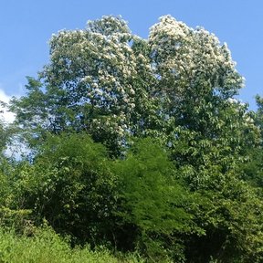 Bocote en plena floración blanca recortado contra el cielo azul.