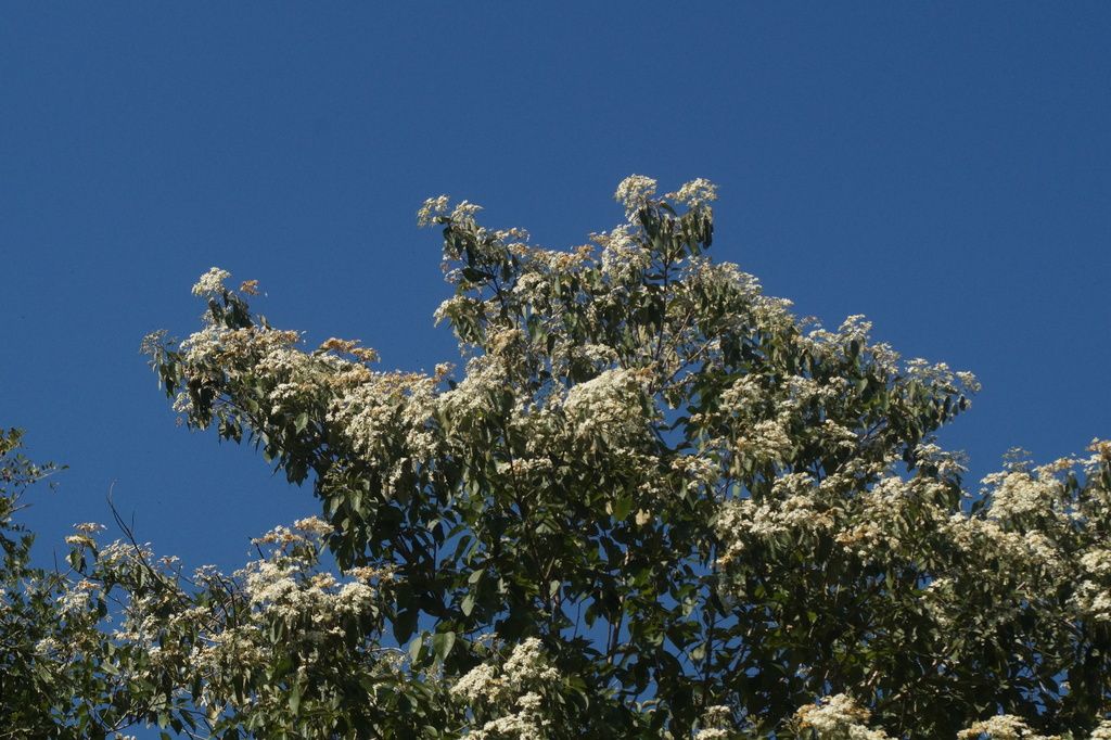 Copa de bocote cargada de flores blancas contra un cielo azul profundo.