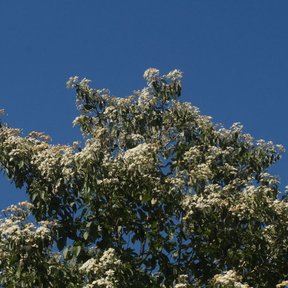 Copa de bocote cargada de flores blancas contra un cielo azul profundo.