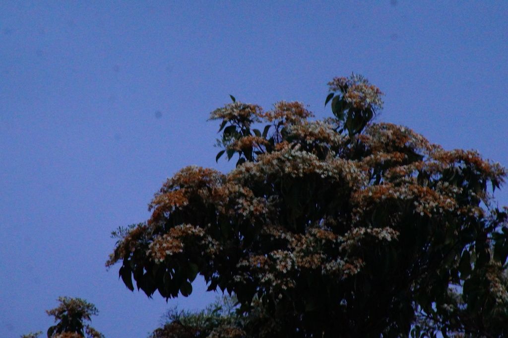 Copa de bocote en flor al atardecer, con el cielo azul oscuro detrás.