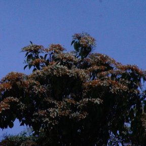 Copa de bocote en flor al atardecer, con el cielo azul oscuro detrás.