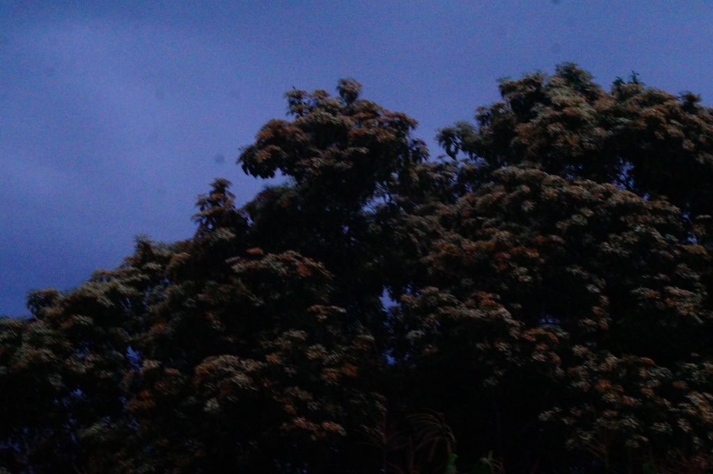 Copa de bocote con la floración ya pasada, oscura contra el cielo del anochecer.