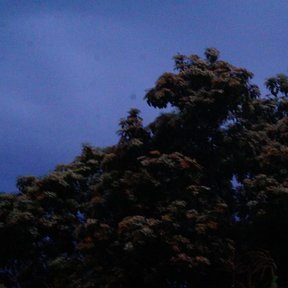 Copa de bocote con la floración ya pasada, oscura contra el cielo del anochecer.
