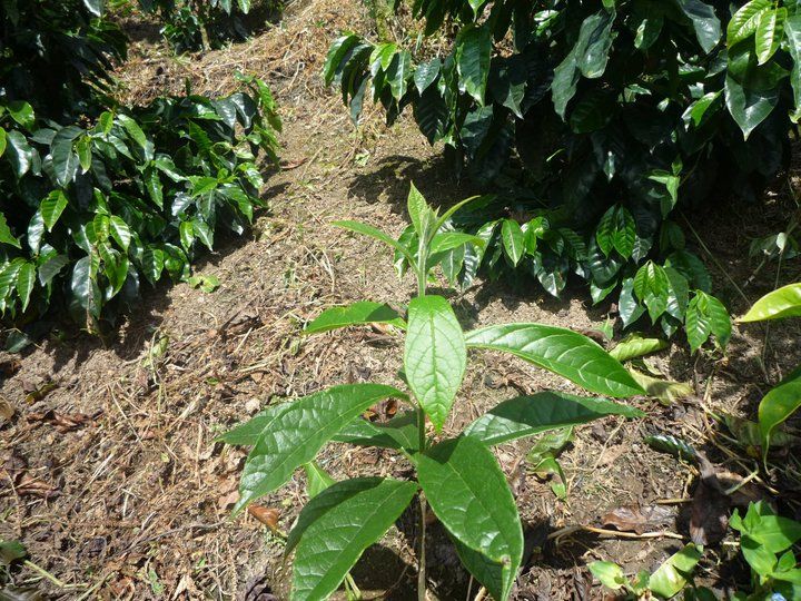 Planta joven de bojón con hojas anchas, creciendo entre matas de café.