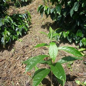 Planta joven de bojón con hojas anchas, creciendo entre matas de café.