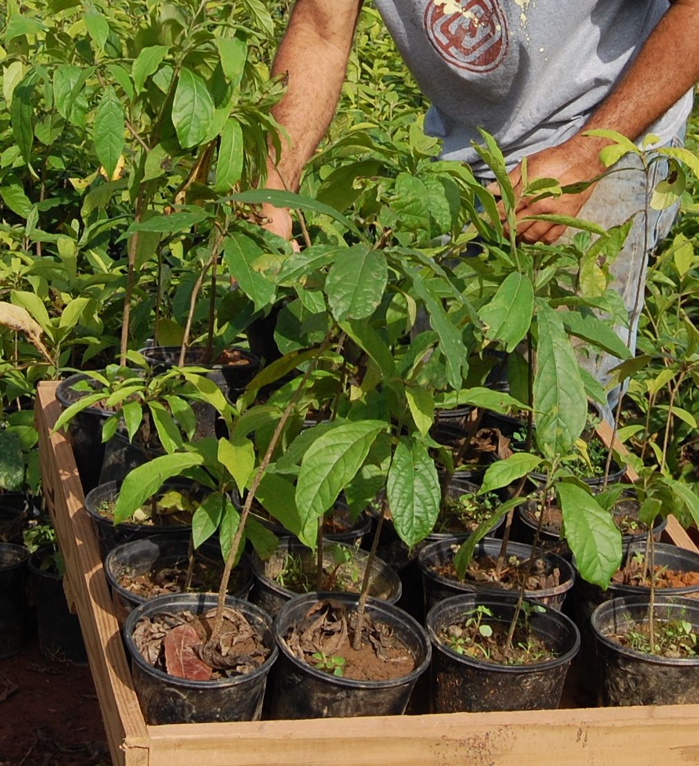 Plántulas de bojón en bolsas dentro de un cajón de vivero, atendidas a mano.