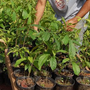 Plántulas de bojón en bolsas dentro de un cajón de vivero, atendidas a mano.