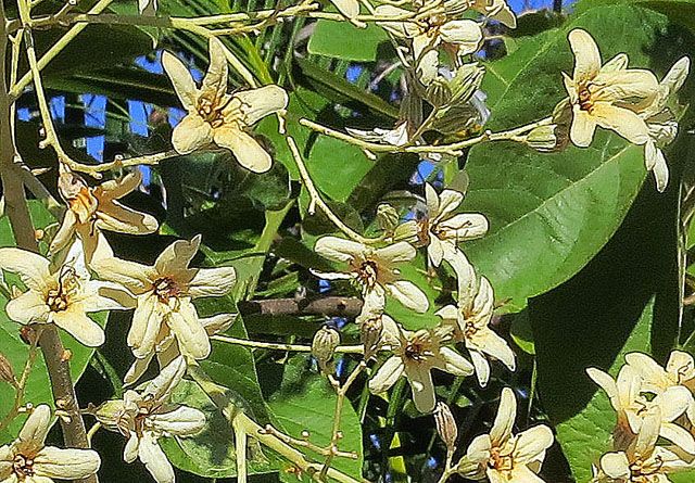 Flores color crema de bojón abiertas en racimo entre hojas verdes.