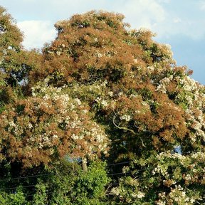 Bojón entero en plena floración, con la copa amplia cubierta de flor clara.