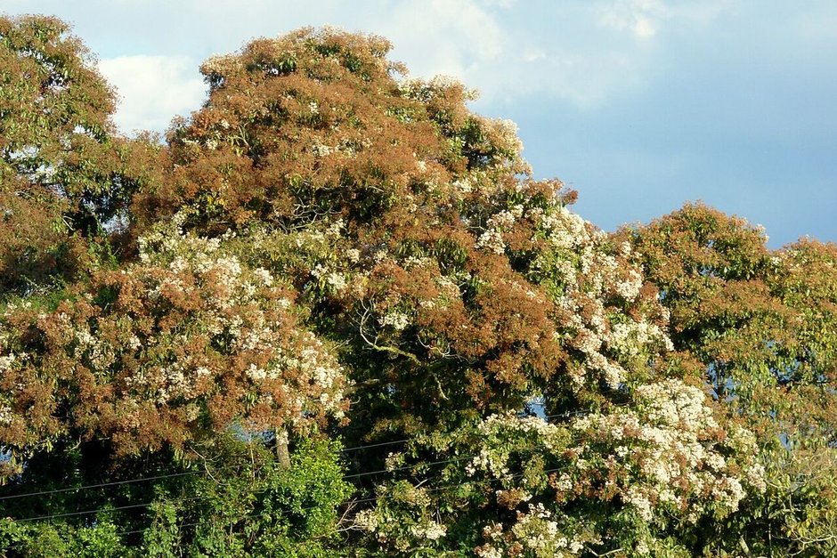 Bojón entero en plena floración, con la copa amplia cubierta de flor clara.