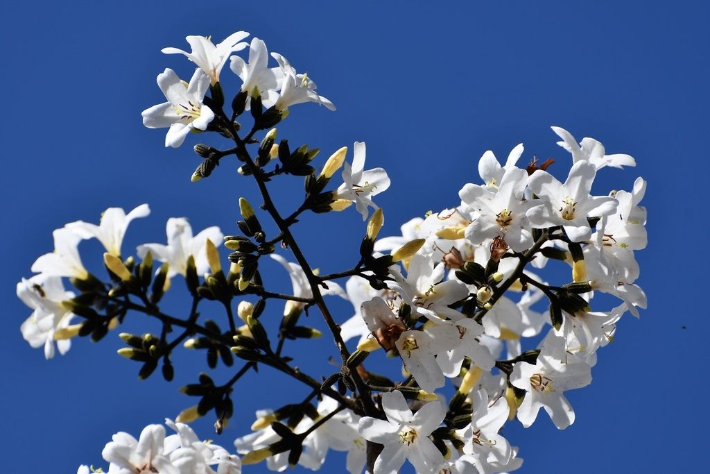 Racimo de flores blancas de bojón abiertas contra un cielo azul intenso.