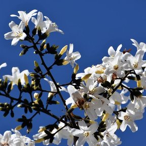 Racimo de flores blancas de bojón abiertas contra un cielo azul intenso.