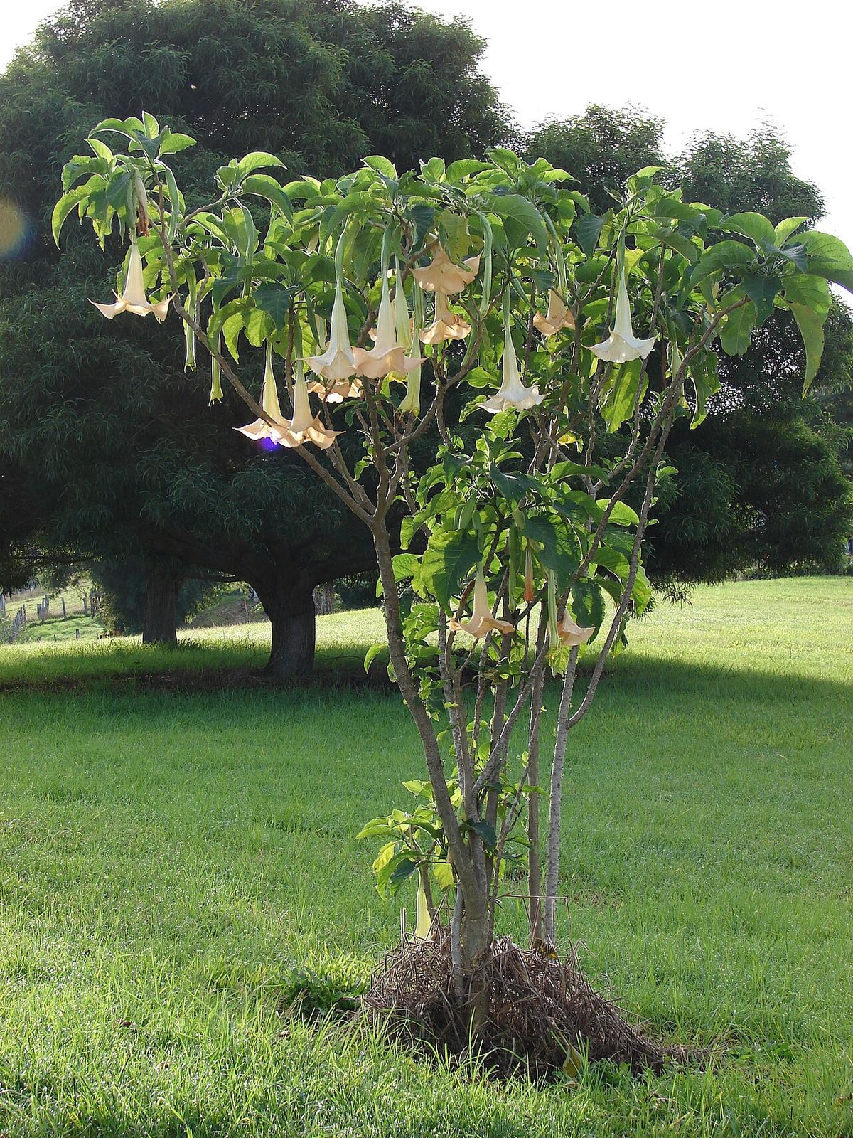 Floripondio blanco entero cargado de flores colgantes en un potrero verde.