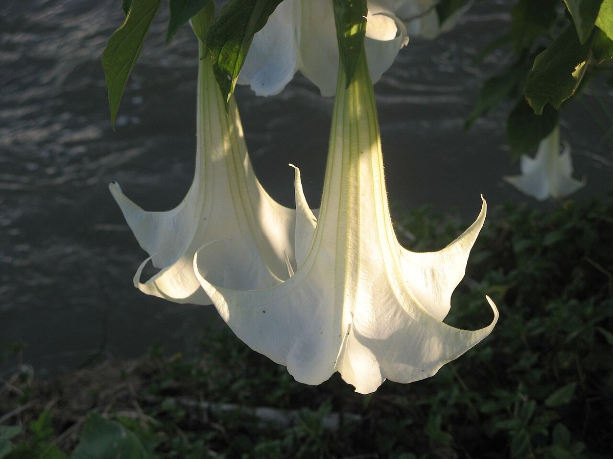 Flores blancas y acampanadas de floripondio colgando a contraluz al atardecer.