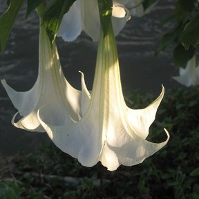Flores blancas y acampanadas de floripondio colgando a contraluz al atardecer.