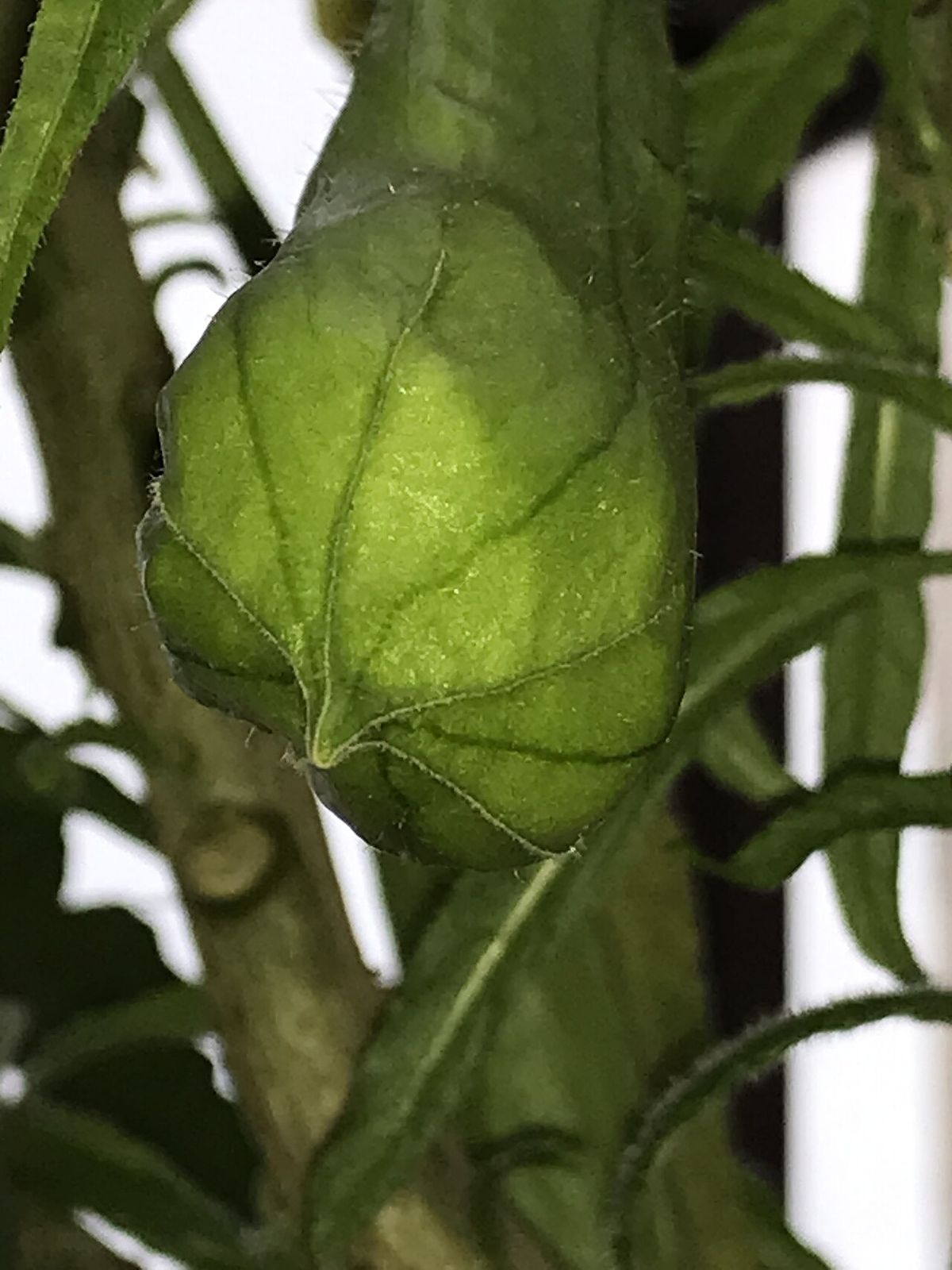 Botón verde de floripondio blanco a punto de abrir entre las hojas.