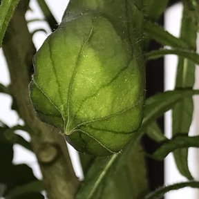 Botón verde de floripondio blanco a punto de abrir entre las hojas.