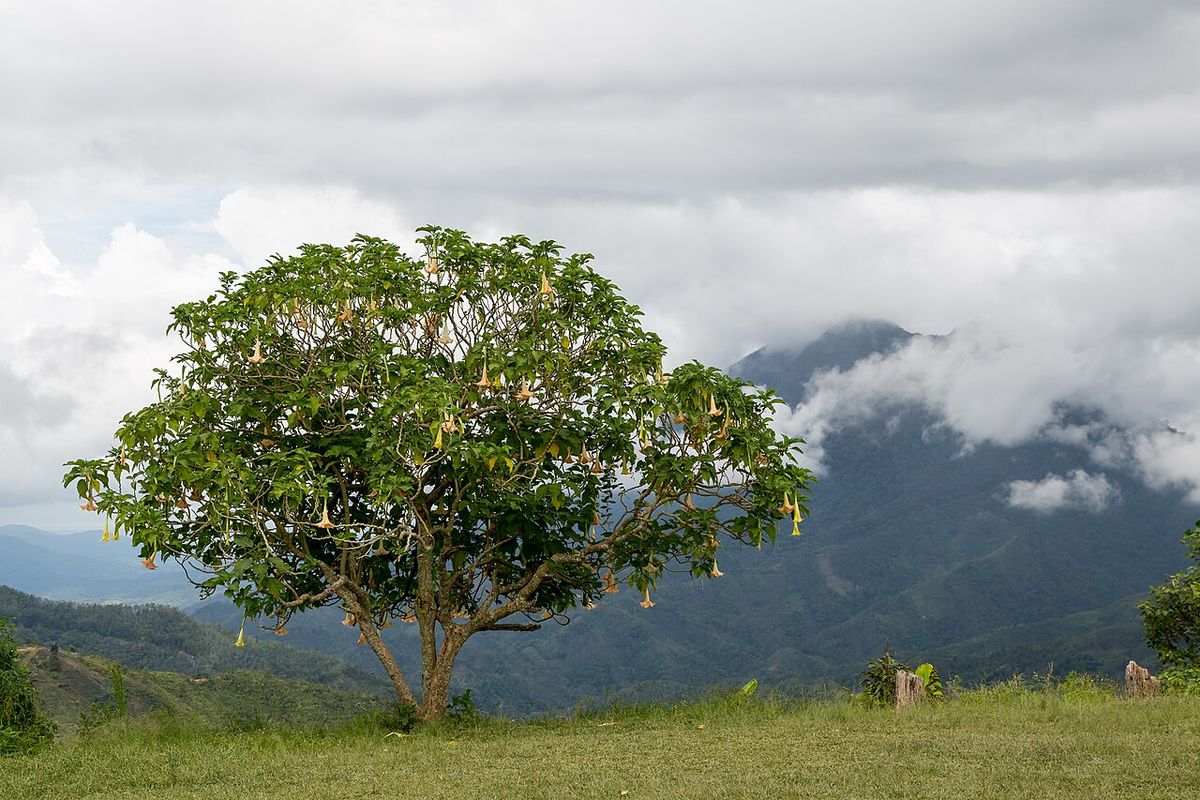 Floripondio blanco de copa redonda en una loma, con la sierra y las nubes al fondo.