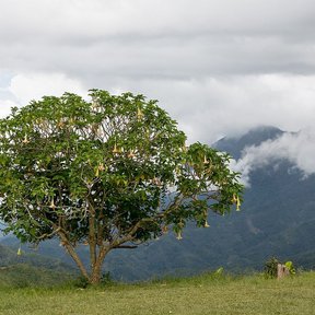 Floripondio blanco de copa redonda en una loma, con la sierra y las nubes al fondo.