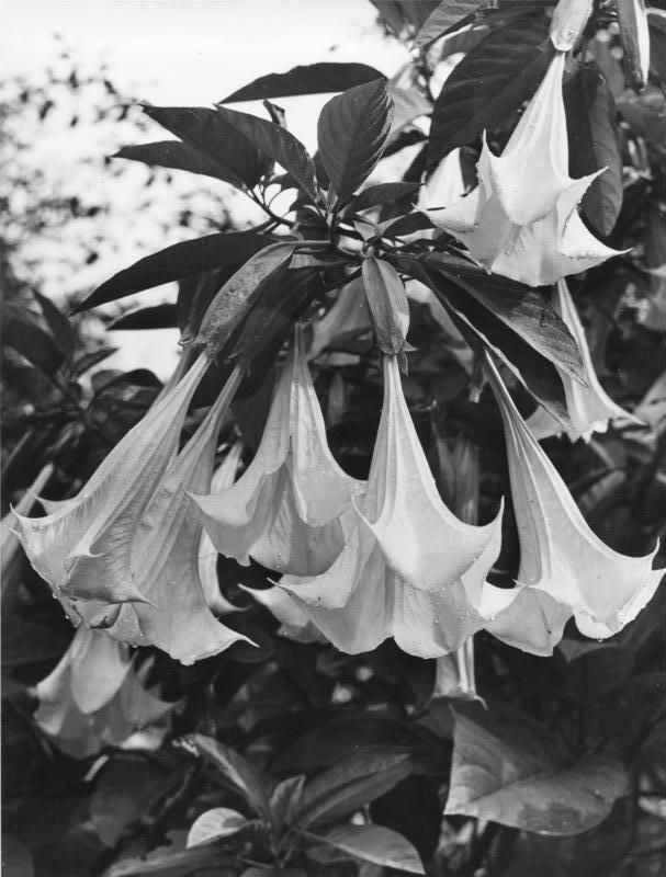Flores acampanadas de floripondio colgando de la rama, en blanco y negro.