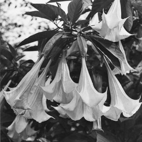 Flores acampanadas de floripondio colgando de la rama, en blanco y negro.