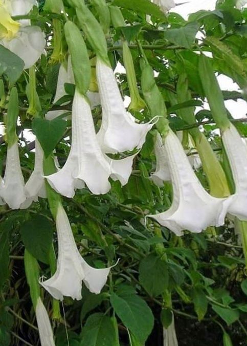 Flores blancas de floripondio colgando en hilera entre las hojas verdes.
