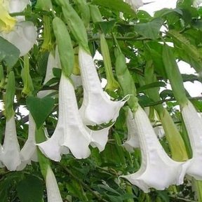 Flores blancas de floripondio colgando en hilera entre las hojas verdes.