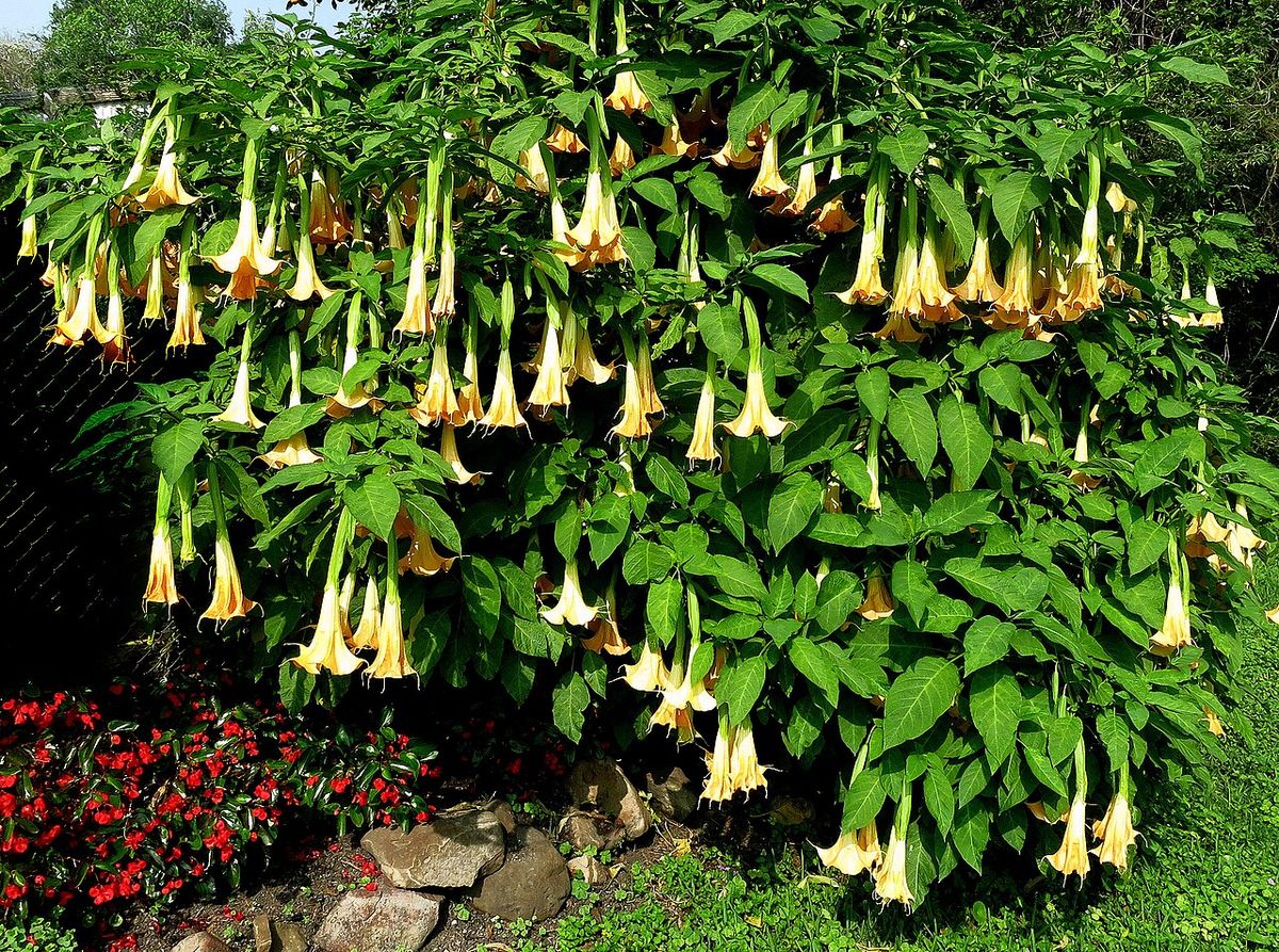 Floripondio cubierto de flor colgante creciendo sobre un talud de jardín.
