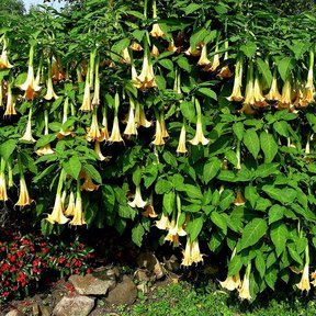 Floripondio cubierto de flor colgante creciendo sobre un talud de jardín.
