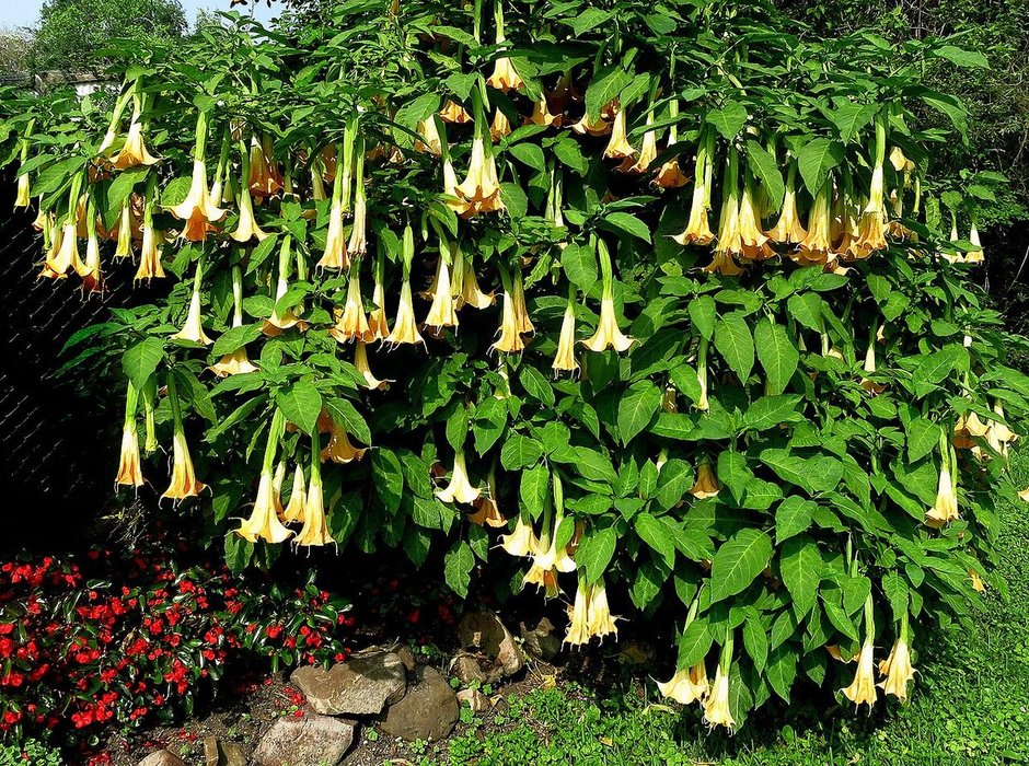 Floripondio cubierto de flor colgante creciendo sobre un talud de jardín.