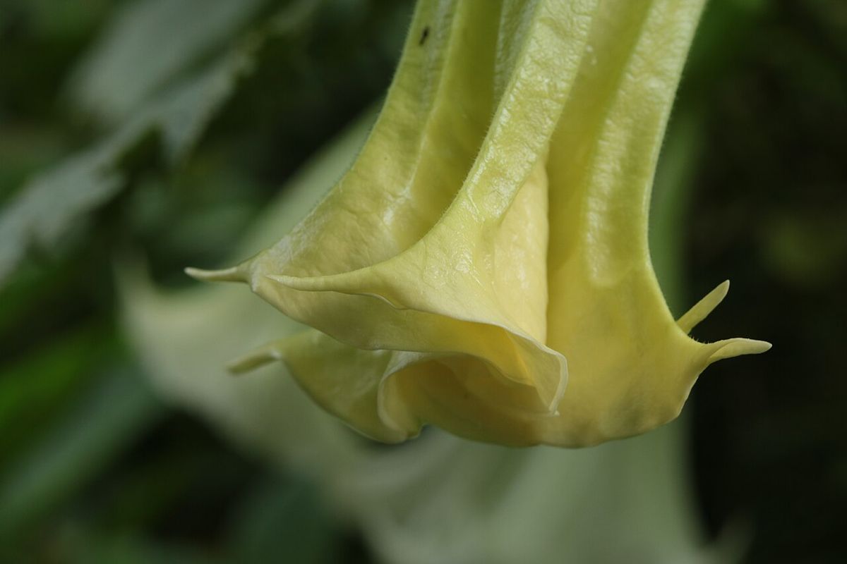 Flor amarilla de floripondio abierta y colgando entre el follaje oscuro.