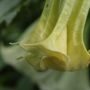 Flor amarilla de floripondio abierta y colgando entre el follaje oscuro.