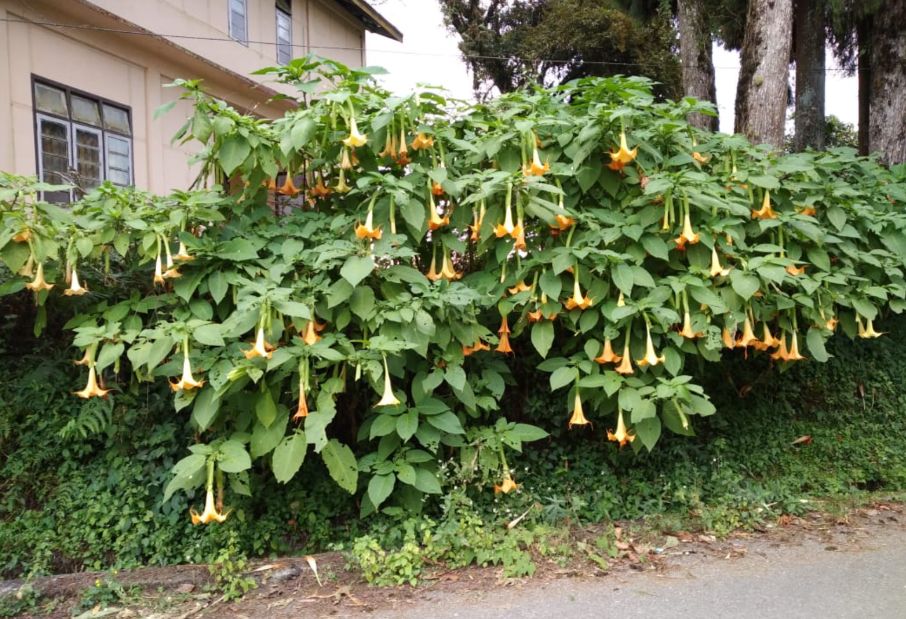 Seto de floripondio cargado de flores a la orilla de una calle, frente a una casa.