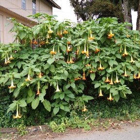 Seto de floripondio cargado de flores a la orilla de una calle, frente a una casa.