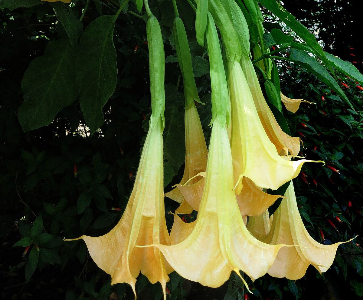 Flores amarillas de floripondio colgando contra un fondo de vegetación oscura.