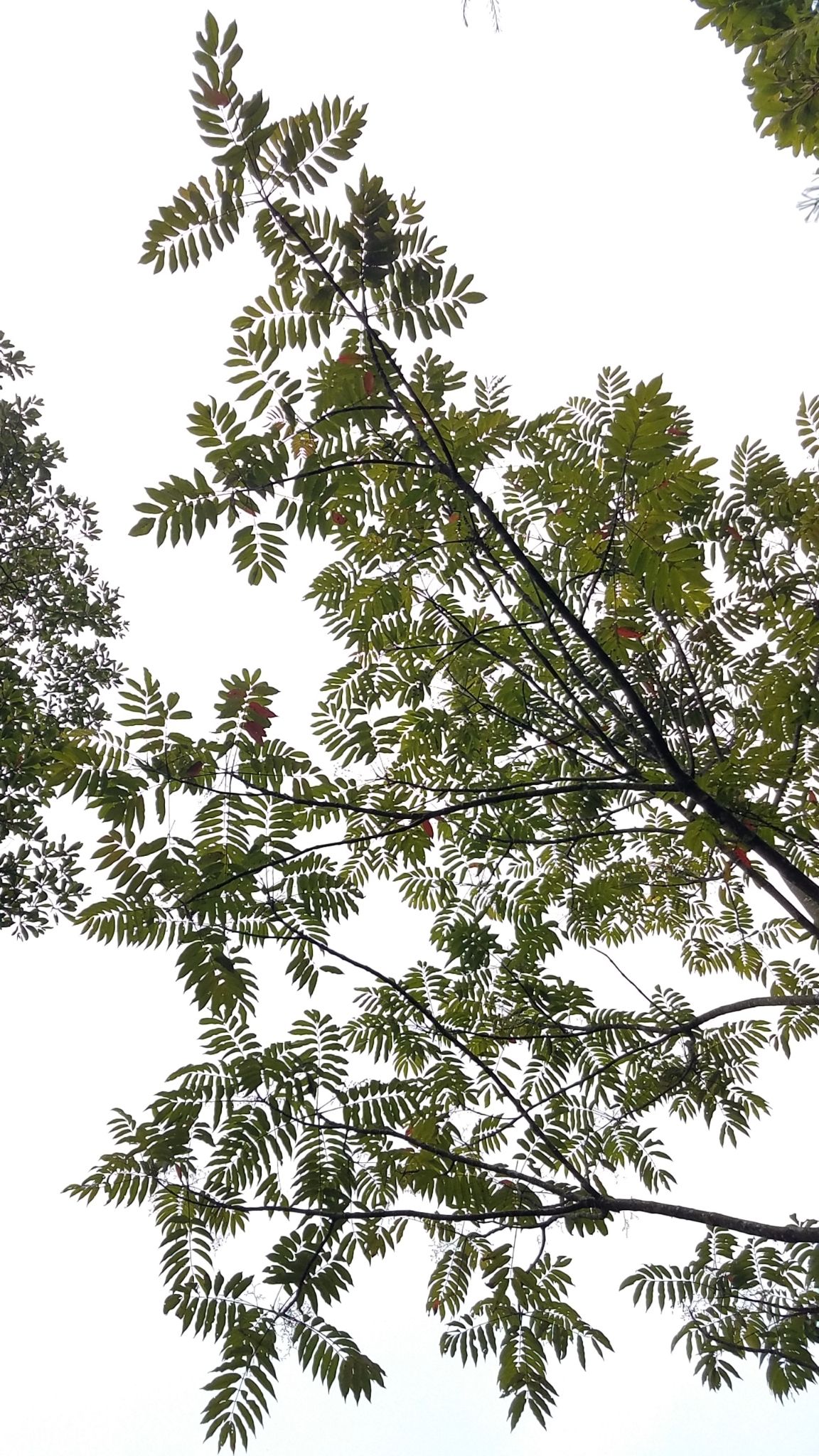 Hojas compuestas y dentadas vistas desde abajo contra un cielo blanco.