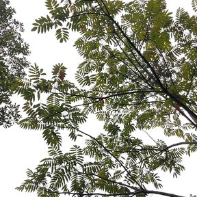 Hojas compuestas y dentadas vistas desde abajo contra un cielo blanco.
