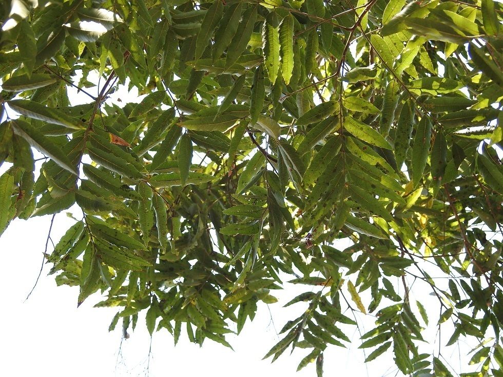 Ramas con hojas compuestas extendidas contra un cielo muy claro.