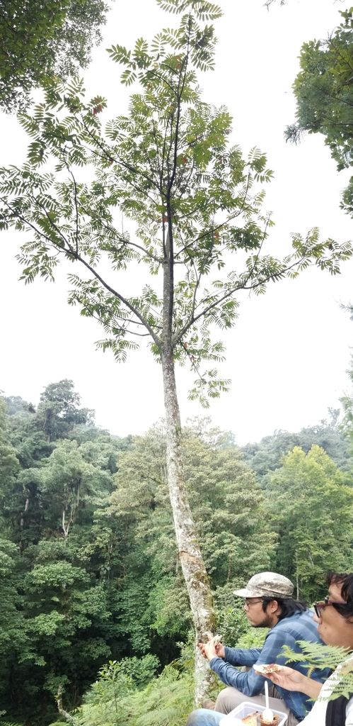 Árbol entero de tronco recto y copa rala, con dos personas sentadas al pie.