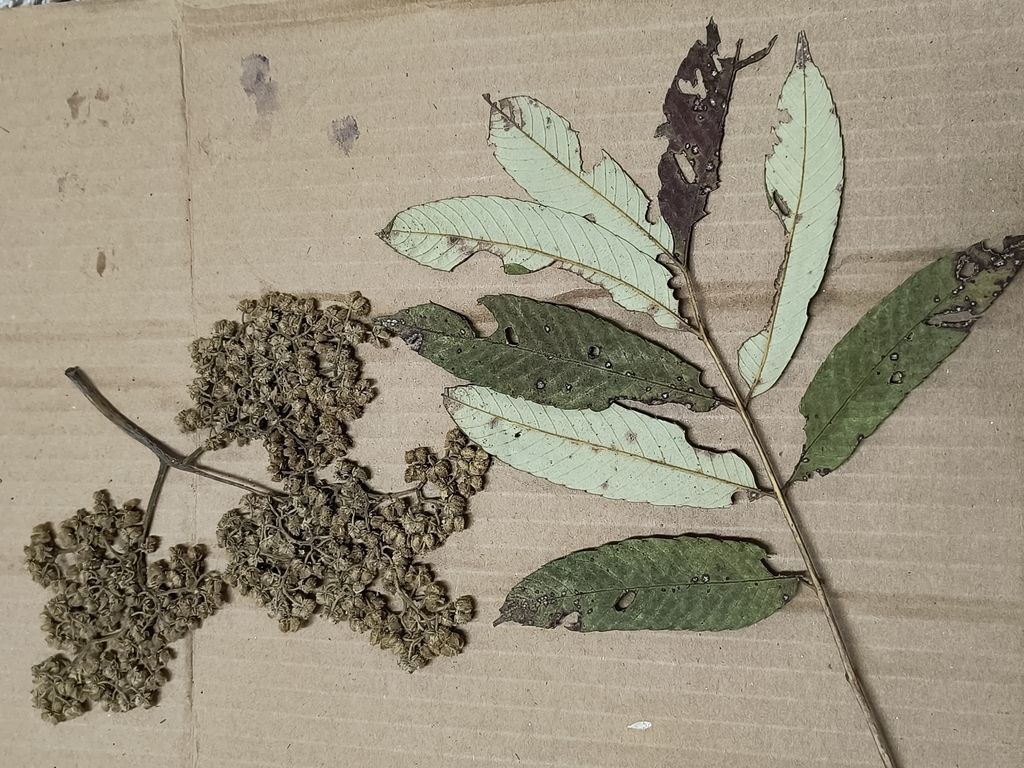 Rama con hojas y flores secas extendida sobre una lámina de cartón.