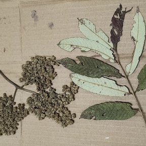 Rama con hojas y flores secas extendida sobre una lámina de cartón.