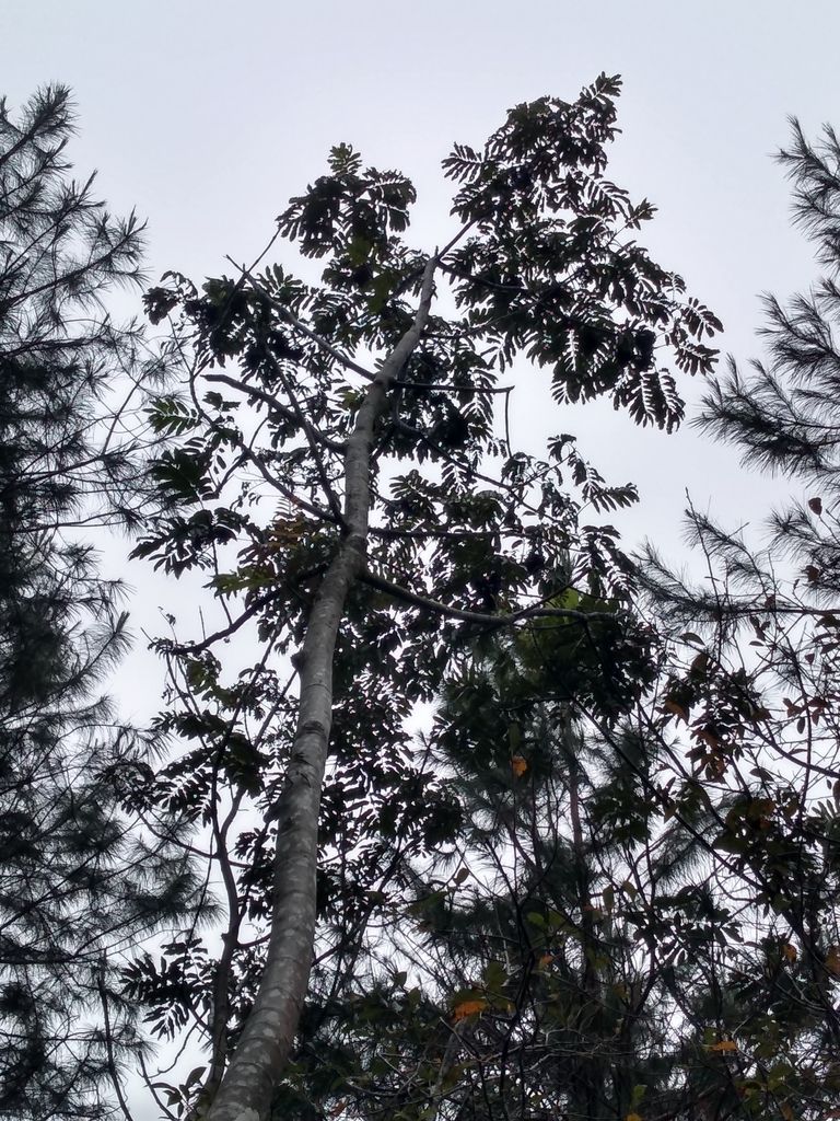 Copa de un árbol de ramas ralas recortada contra un cielo blanco de niebla.
